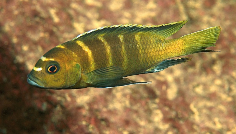 Cynotilapia sp